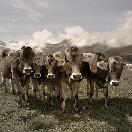 Alma Mayrhofen